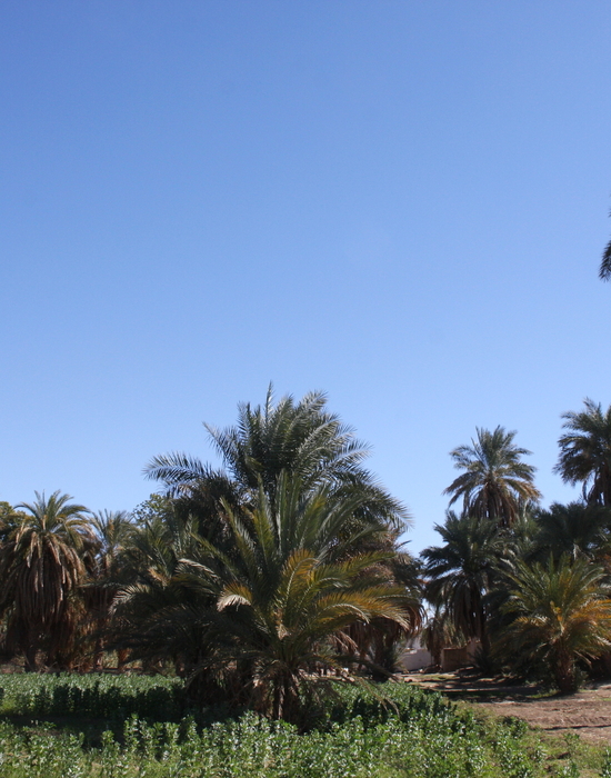 Image - XD_Sudan_2018-19__025.JPG